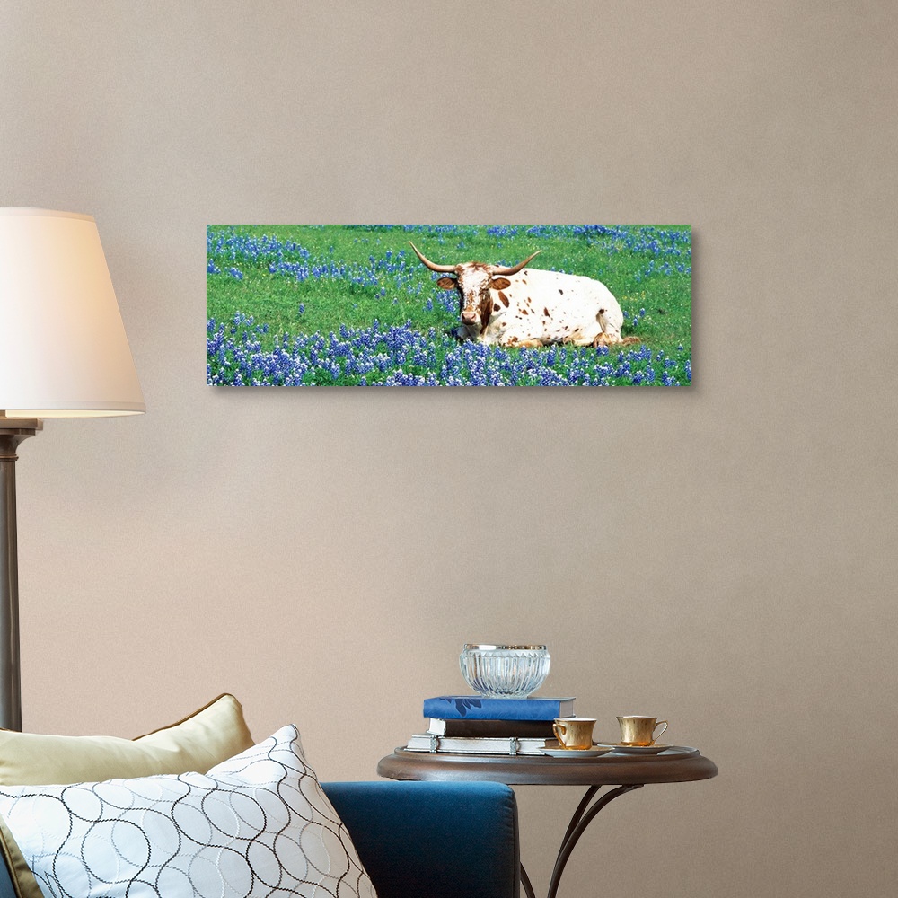 A traditional room featuring A steer sitting in a field of bluebonnet flowers in a panoramic photograph.