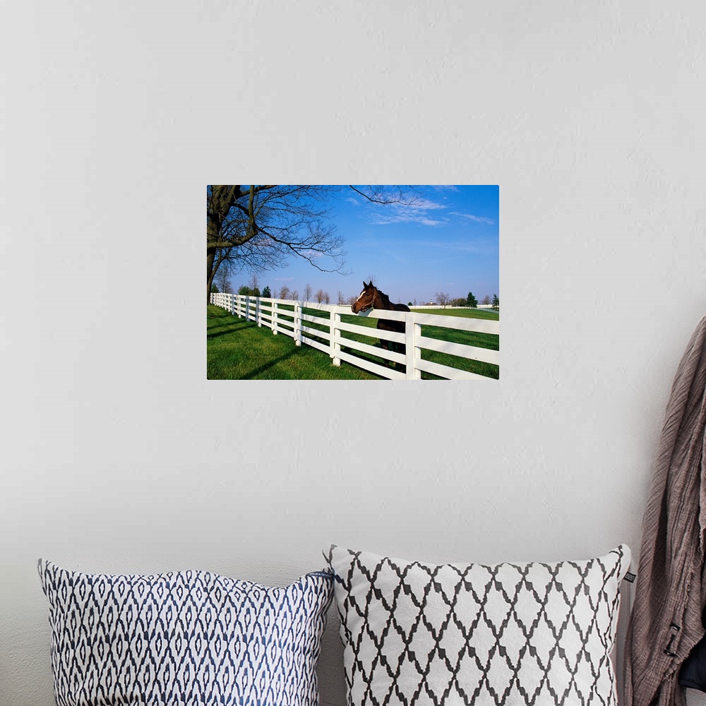 A bohemian room featuring Landscape, large photograph of a thoroughbred horse with his head leaning over a white fence, in ...