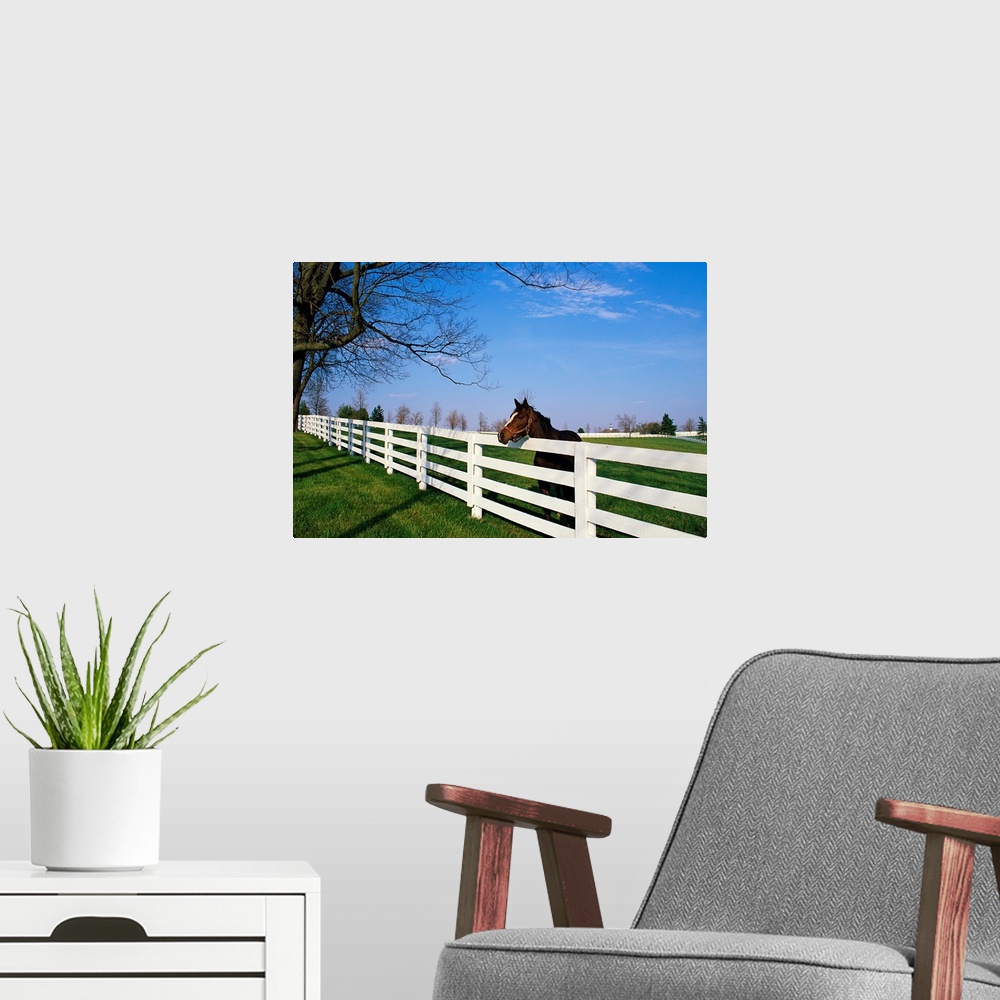 A modern room featuring Landscape, large photograph of a thoroughbred horse with his head leaning over a white fence, in ...