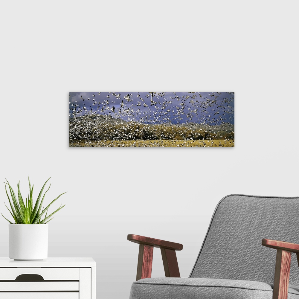 A modern room featuring A panoramic of thousands of migrating snow geese taking flight over the Bosque del Apache Nationa...