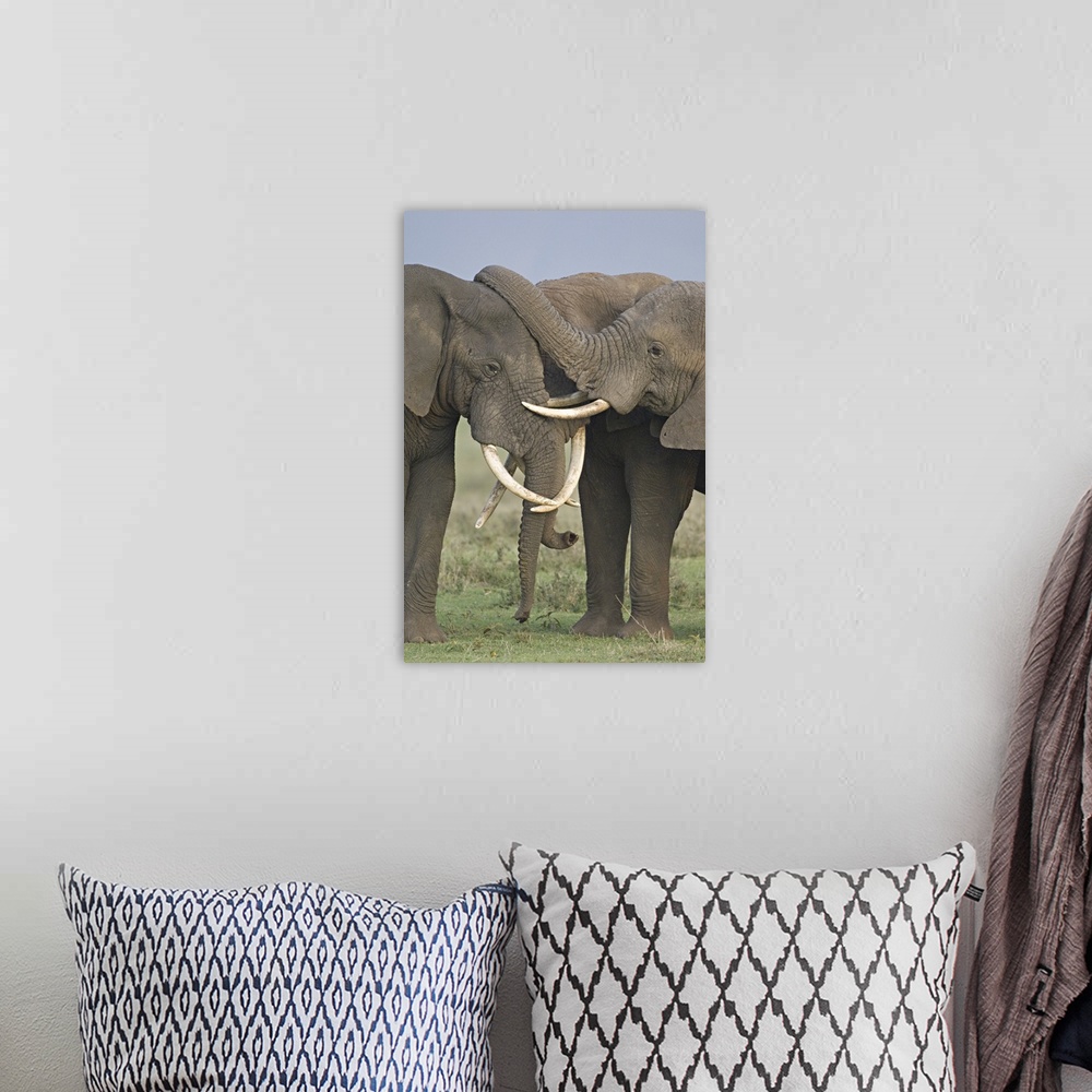 A bohemian room featuring Three African elephants fighting in a field, Ngorongoro Crater, Arusha Region, Tanzania (Loxodont...
