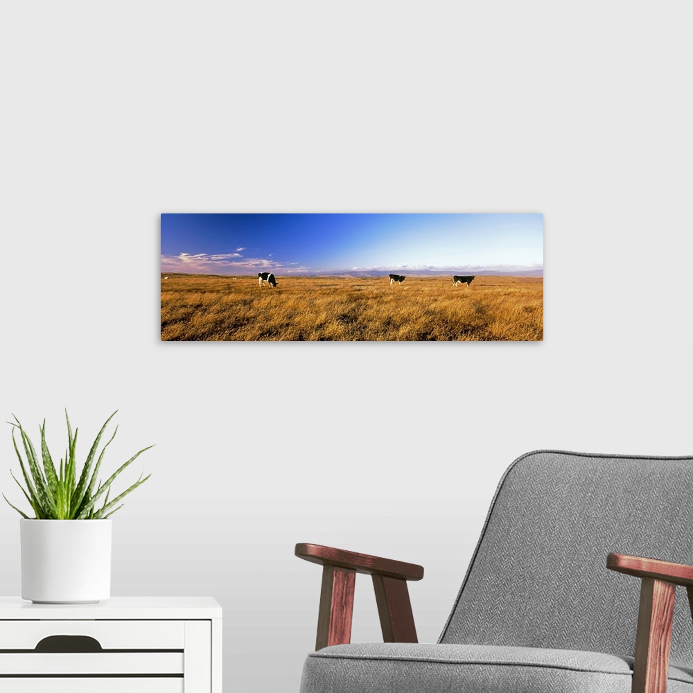 A modern room featuring Three cows grazing in a field, Point Reyes National Seashore, California