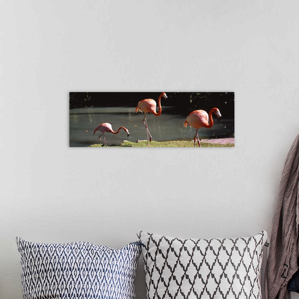 A bohemian room featuring Three flamingos foraging by a pond, Jungle Gardens, Sarasota, Florida