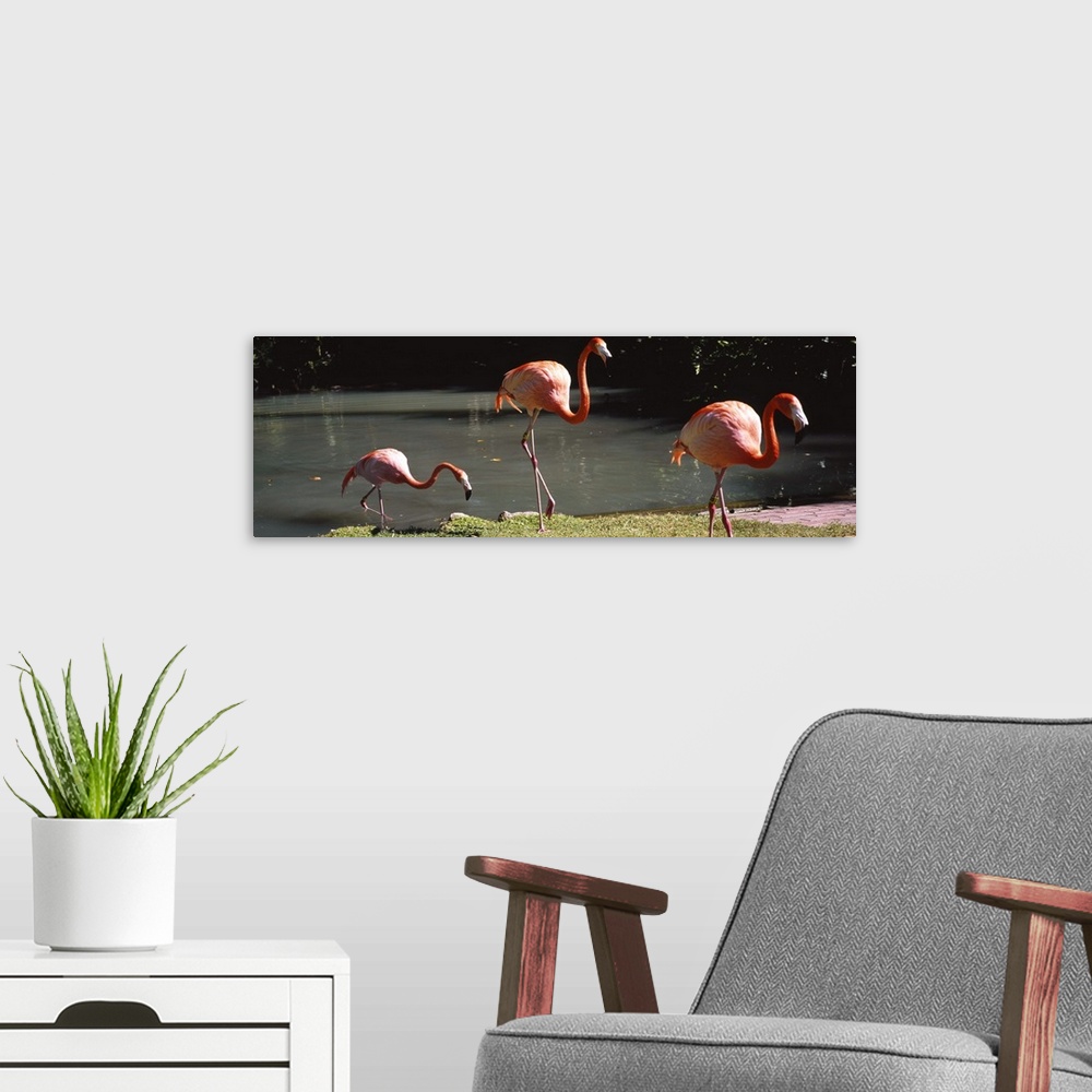 A modern room featuring Three flamingos foraging by a pond, Jungle Gardens, Sarasota, Florida
