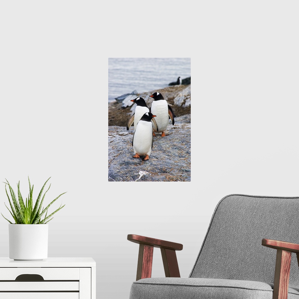 A modern room featuring Three gentoo penguins on rocky island, Antarctica.