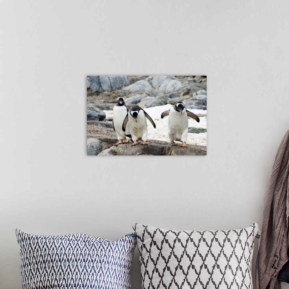 A bohemian room featuring Three gentoo penguins on rocky island, Antarctica.