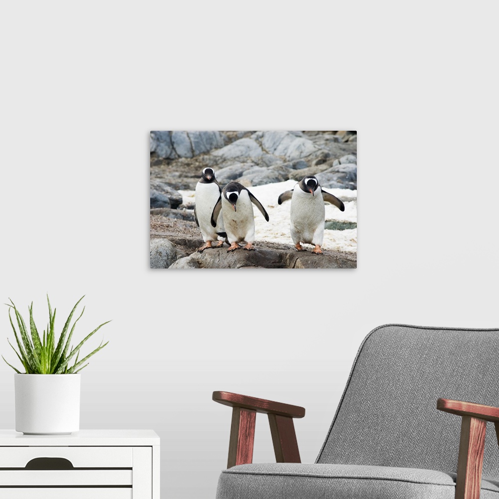 A modern room featuring Three gentoo penguins on rocky island, Antarctica.