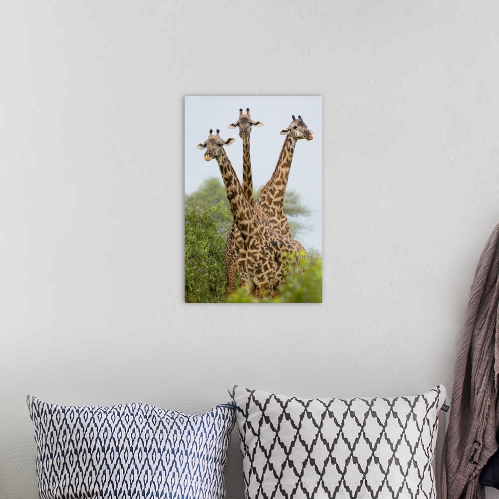 A bohemian room featuring Up-close vertical panoramic photograph of giraffes overlooking treetops.