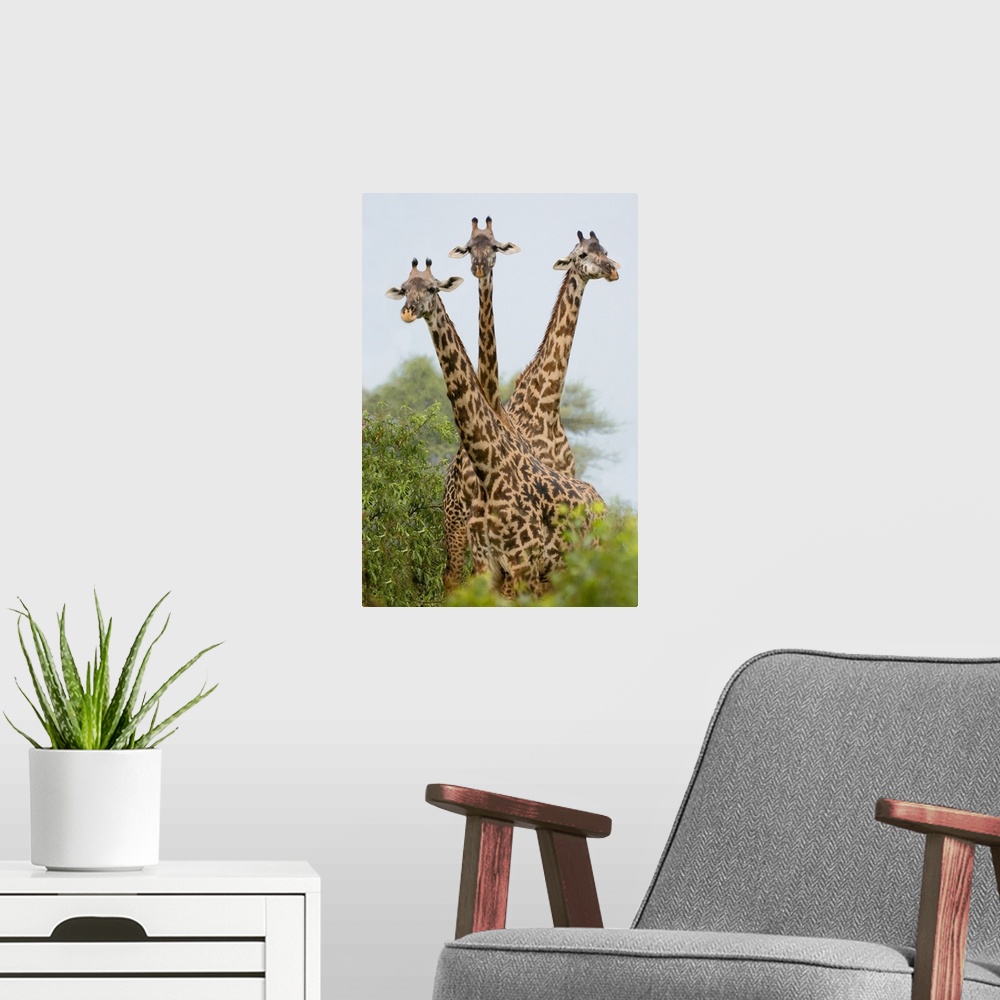 A modern room featuring Up-close vertical panoramic photograph of giraffes overlooking treetops.