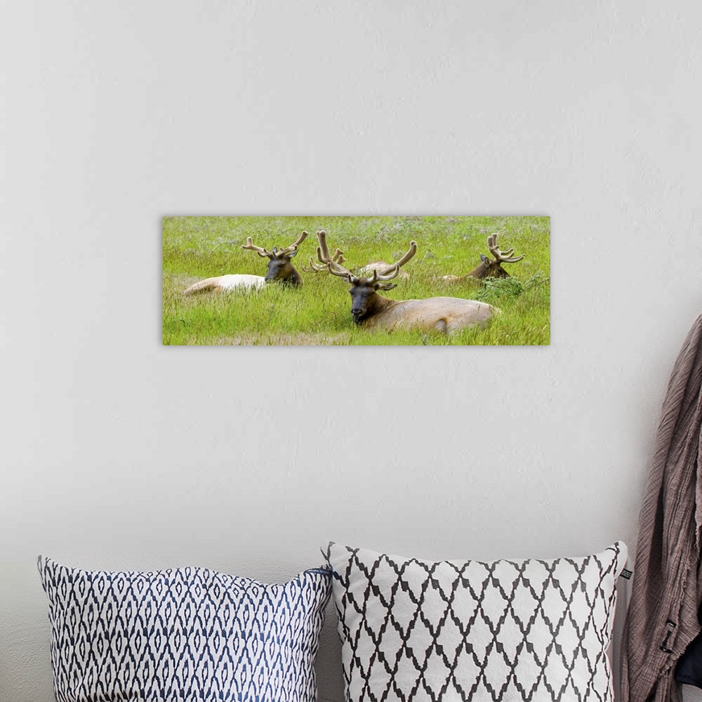 A bohemian room featuring Three Roosevelt elk resting on grass, California