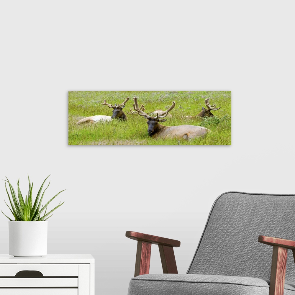 A modern room featuring Three Roosevelt elk resting on grass, California