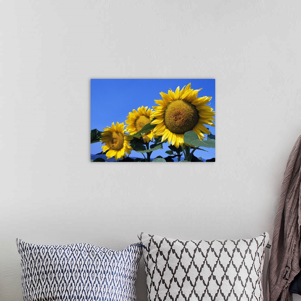 A bohemian room featuring Up-close photograph f the three sunflowers under clear blue sky.