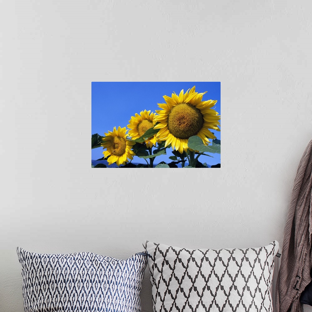 A bohemian room featuring Up-close photograph f the three sunflowers under clear blue sky.
