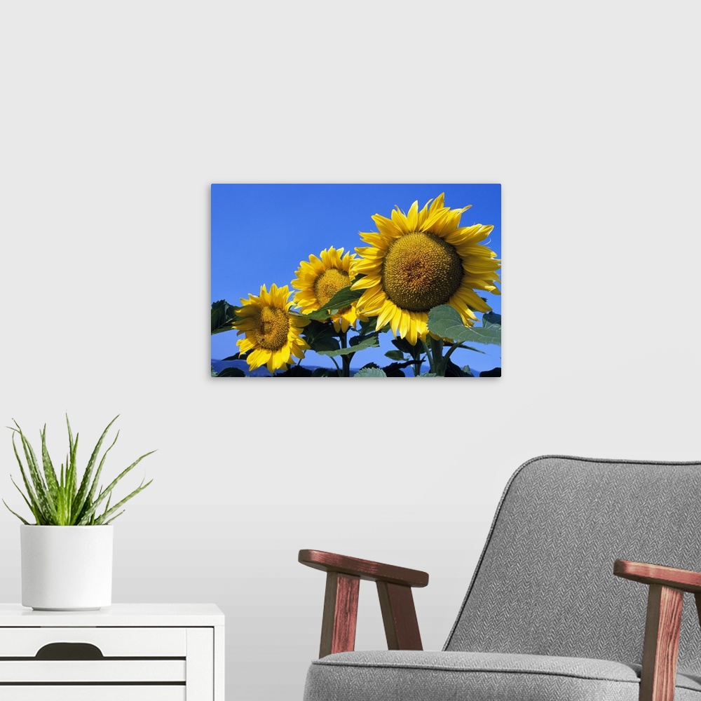 A modern room featuring Up-close photograph f the three sunflowers under clear blue sky.