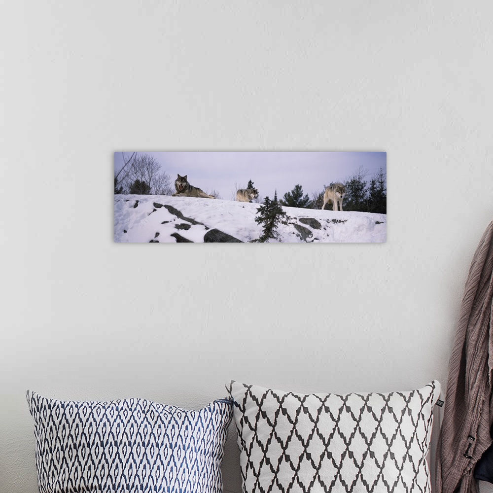 A bohemian room featuring Three wolves are photographed laying and standing on a snowy hill.