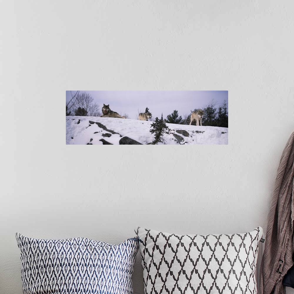 A bohemian room featuring Three wolves are photographed laying and standing on a snowy hill.