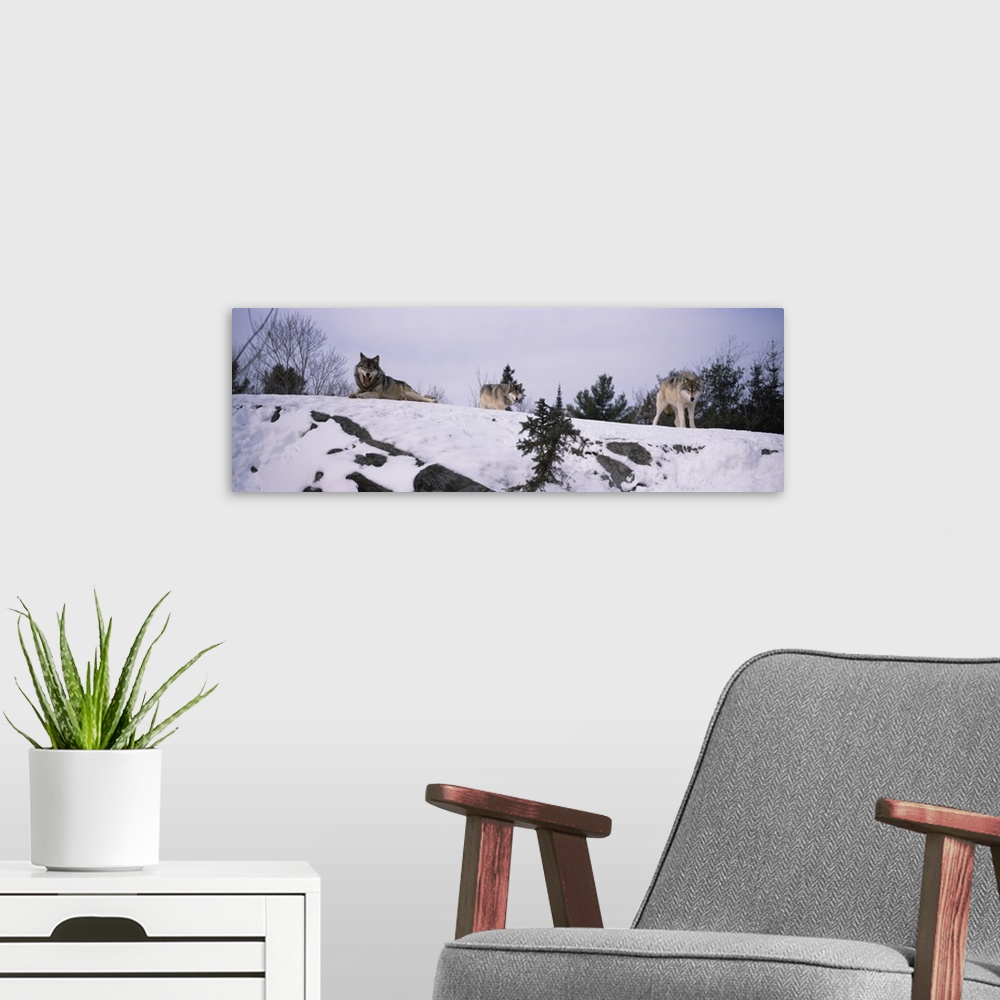 A modern room featuring Three wolves are photographed laying and standing on a snowy hill.