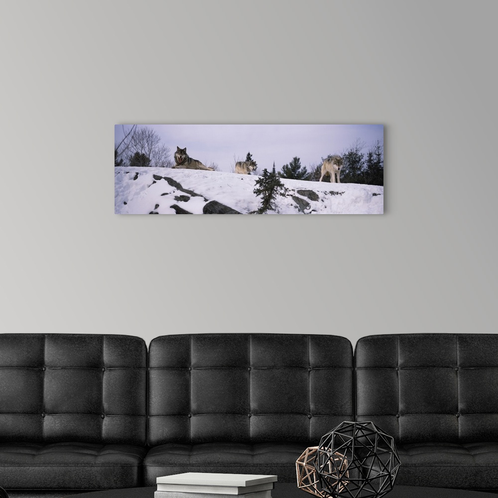 A modern room featuring Three wolves are photographed laying and standing on a snowy hill.