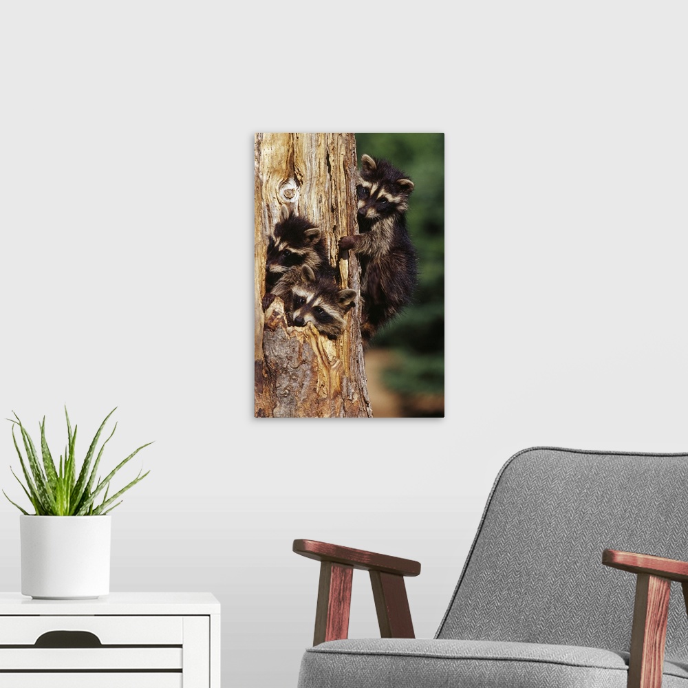 A modern room featuring Three young raccoons in hollow tree, Minnesota