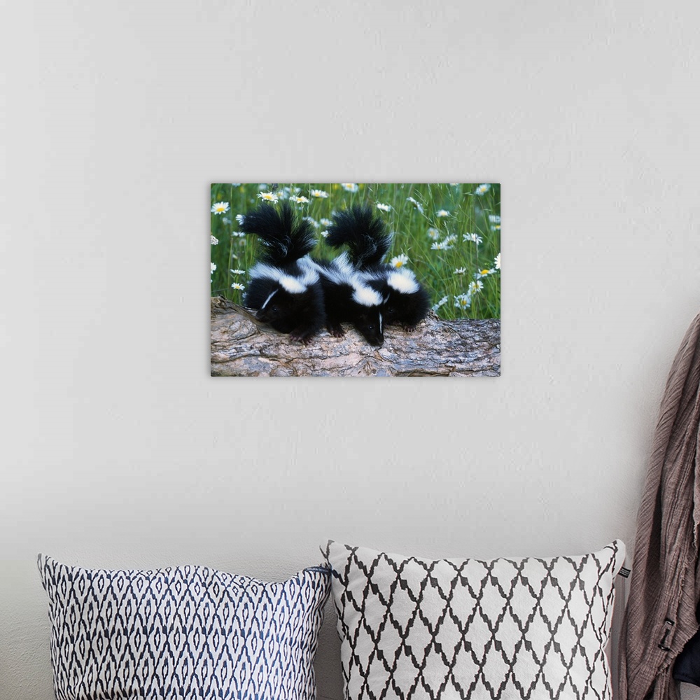 A bohemian room featuring Three young skunks on log in wildflower meadow, Minnesota