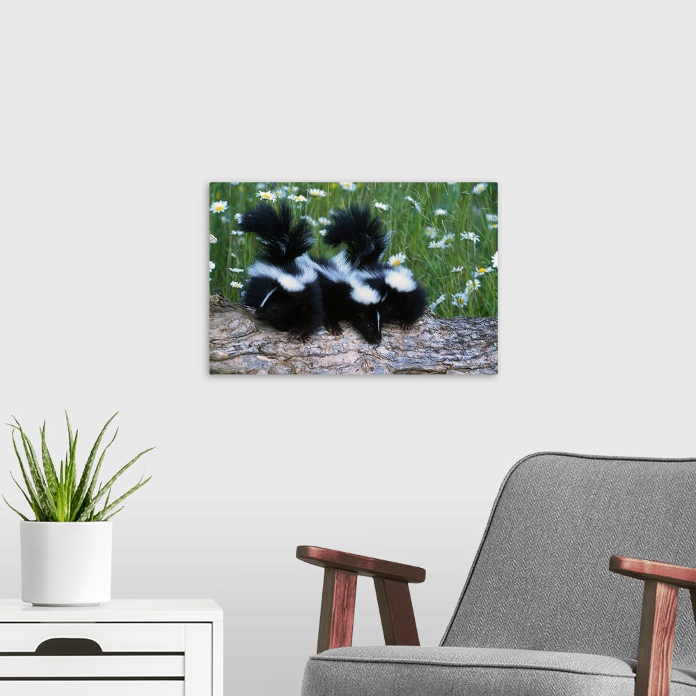 A modern room featuring Three young skunks on log in wildflower meadow, Minnesota