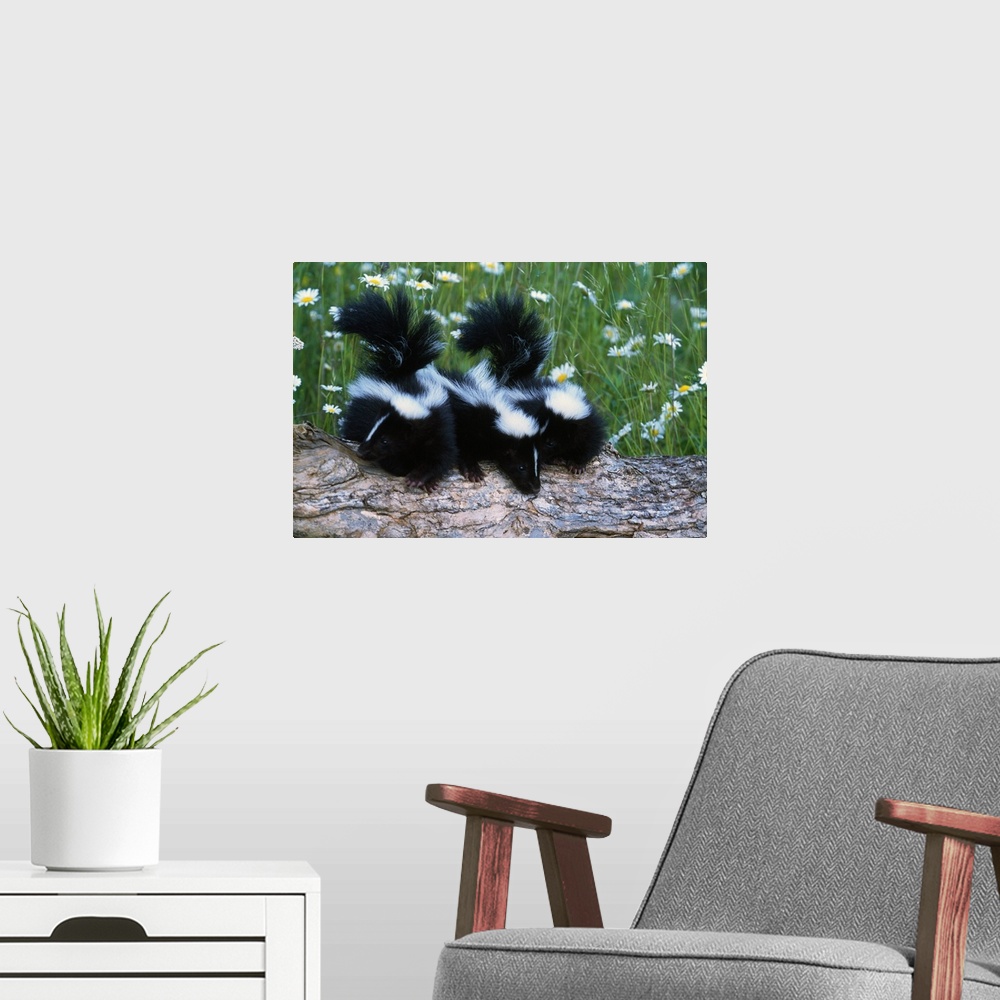 A modern room featuring Three young skunks on log in wildflower meadow, Minnesota
