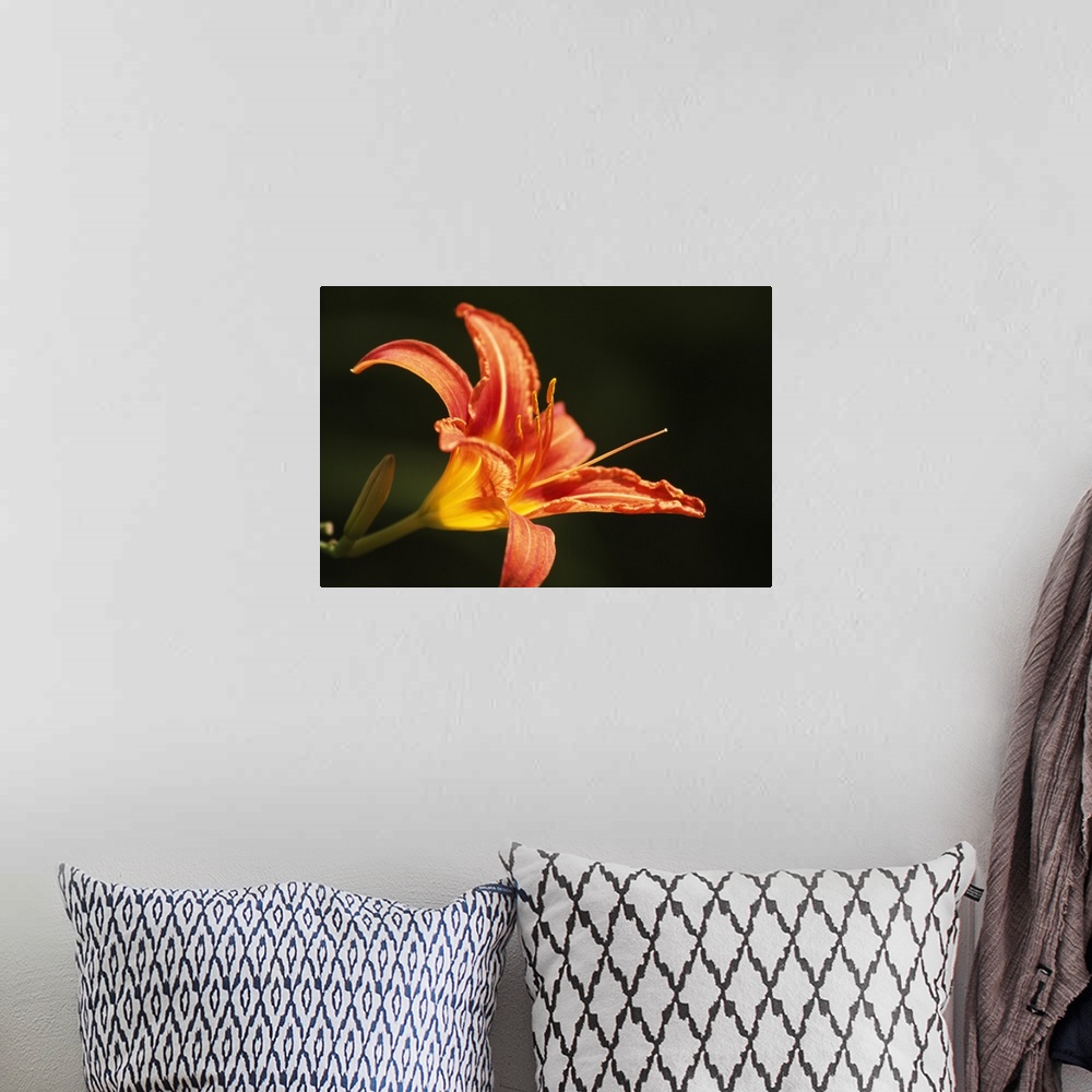 A bohemian room featuring Large print of a tropically colored flower contrasted against a dark background.