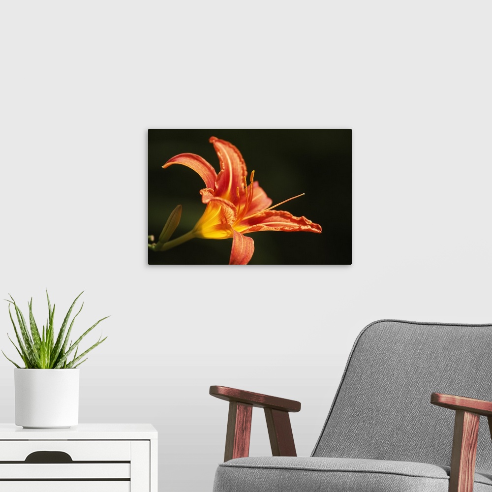 A modern room featuring Large print of a tropically colored flower contrasted against a dark background.