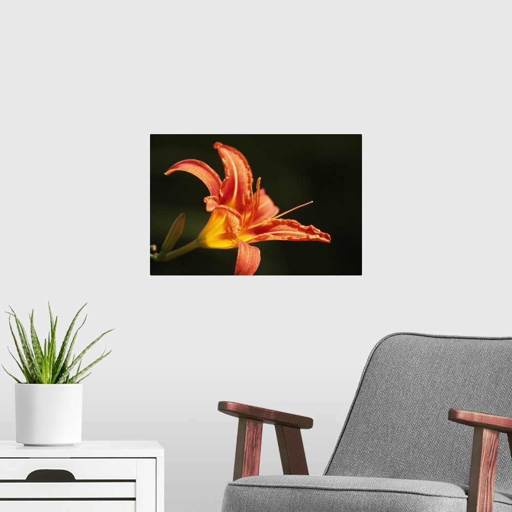 A modern room featuring Large print of a tropically colored flower contrasted against a dark background.
