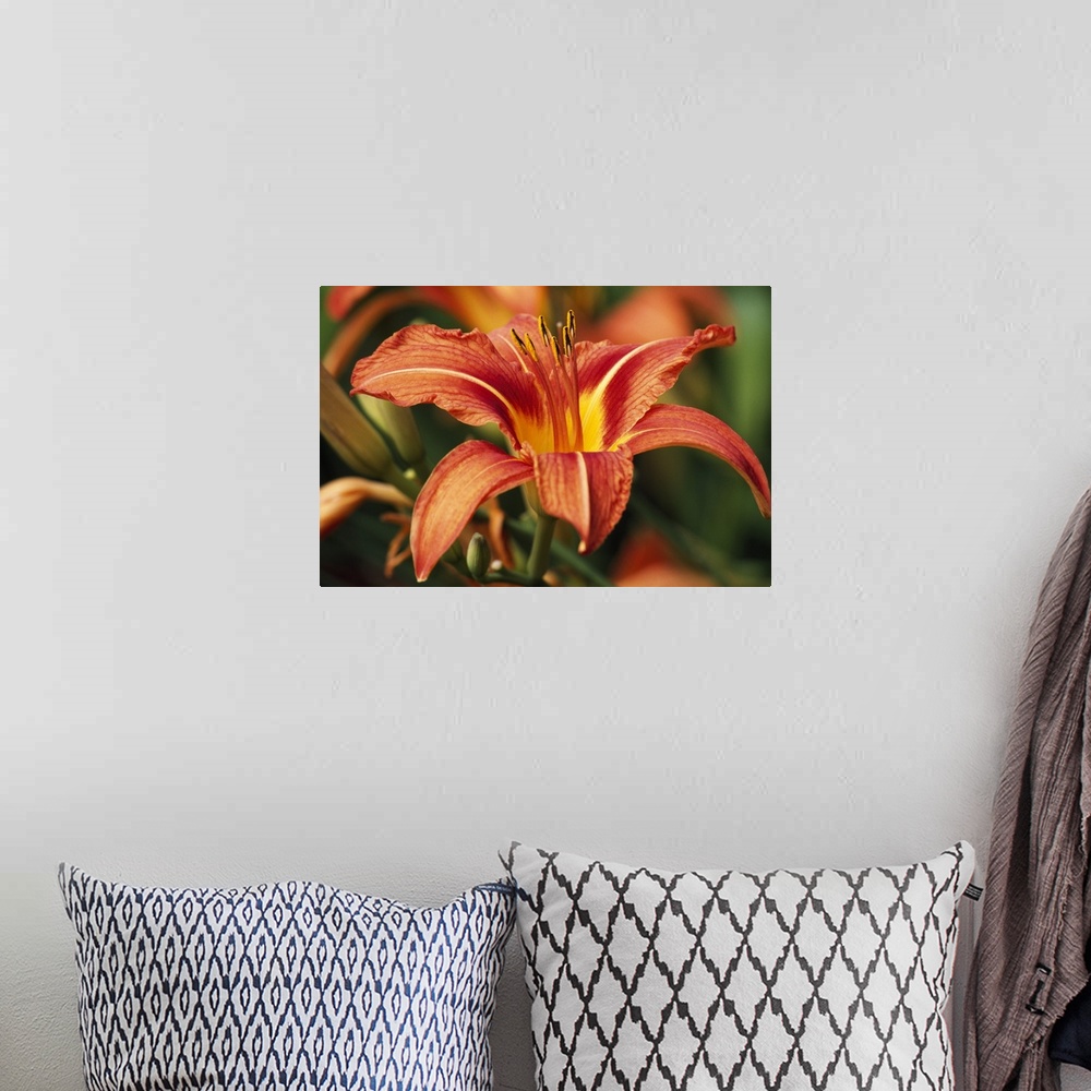 A bohemian room featuring Horizontal photograph on a large wall hanging of a big Tiger Lily, more buds and blossoms are sli...