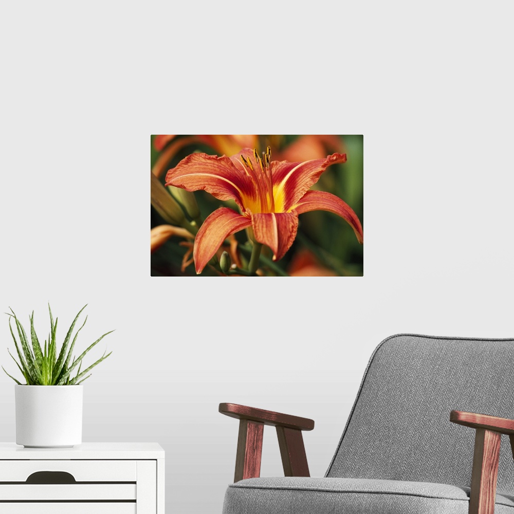 A modern room featuring Horizontal photograph on a large wall hanging of a big Tiger Lily, more buds and blossoms are sli...