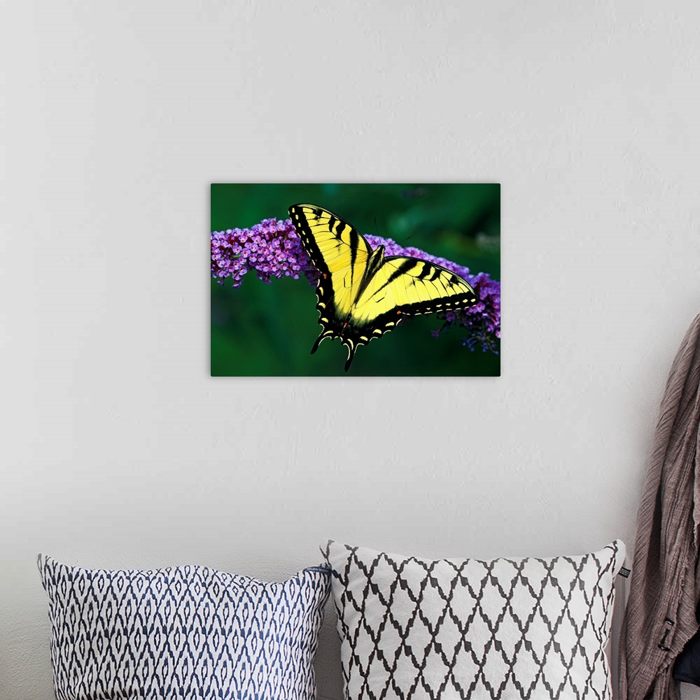 A bohemian room featuring Big photograph focuses on a winged insect sitting on top of a flower in sharp focus that is contr...