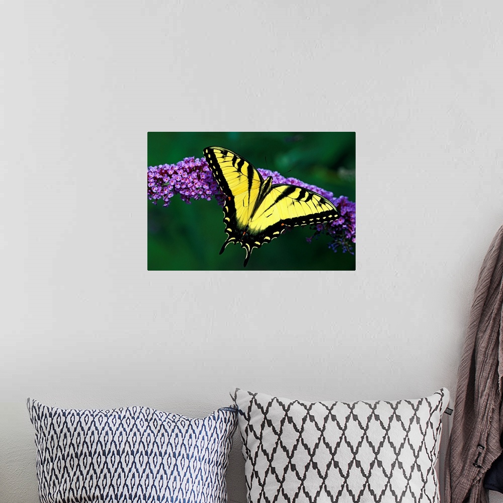 A bohemian room featuring Big photograph focuses on a winged insect sitting on top of a flower in sharp focus that is contr...