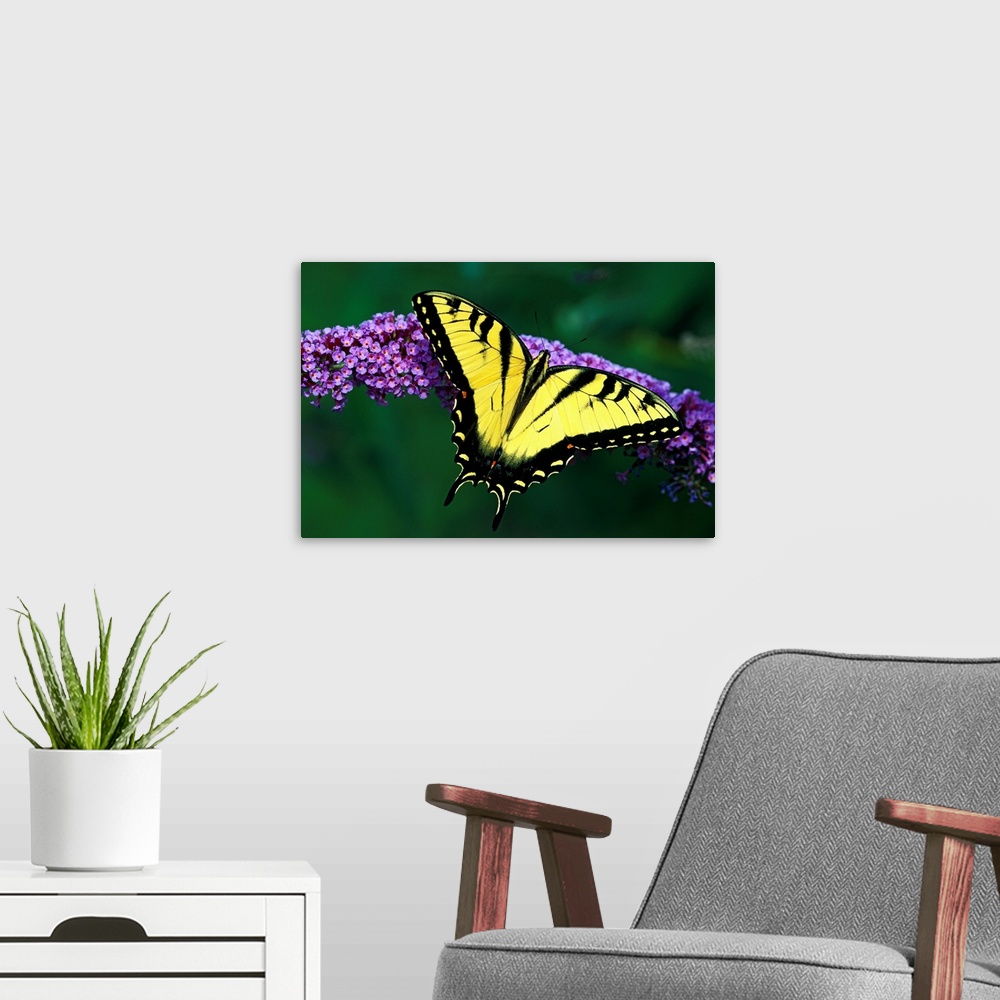 A modern room featuring Big photograph focuses on a winged insect sitting on top of a flower in sharp focus that is contr...