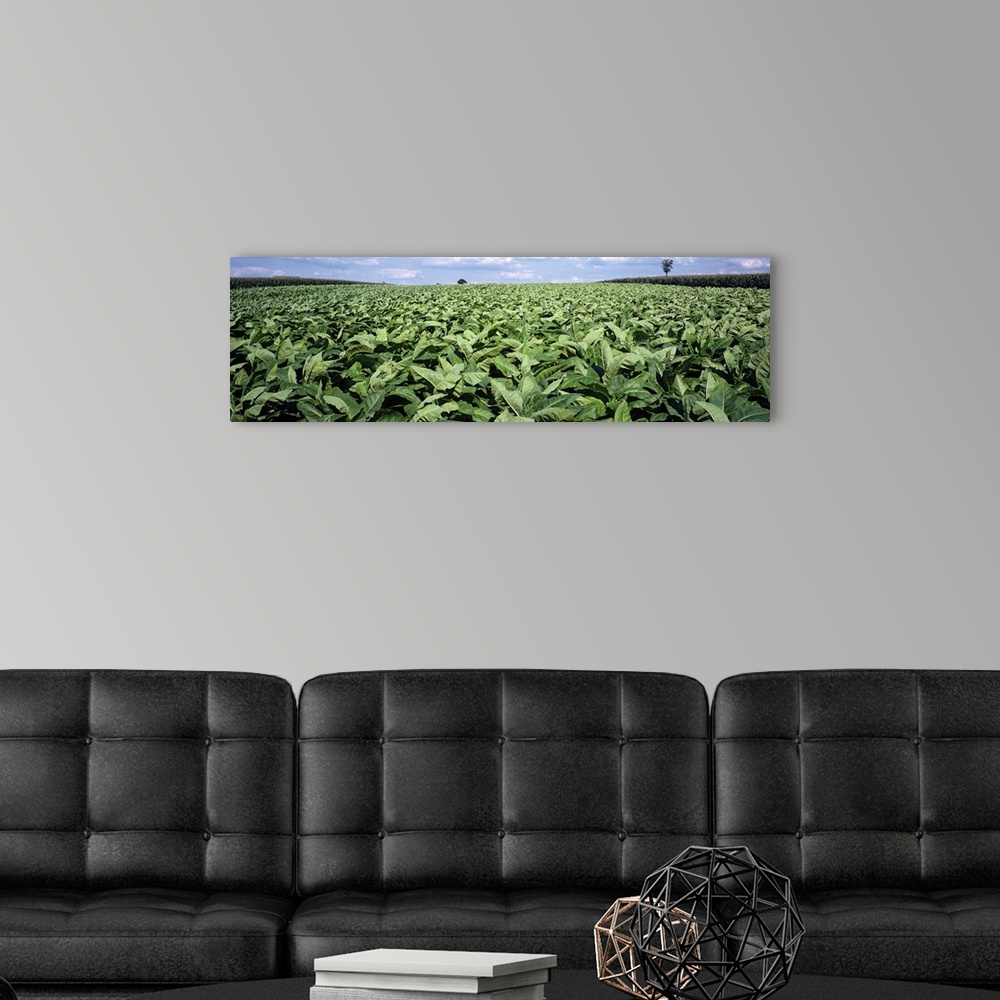 A modern room featuring Tobacco Field Lancaster County PA