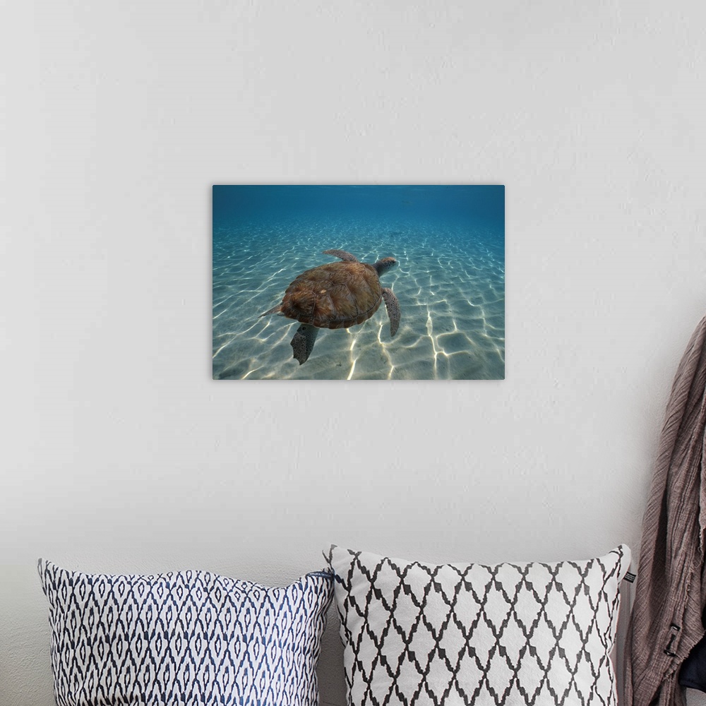 A bohemian room featuring Huge photograph focuses on a lone sea turtle swimming through a large body of water.  The glare o...