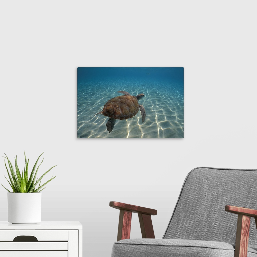 A modern room featuring Huge photograph focuses on a lone sea turtle swimming through a large body of water.  The glare o...