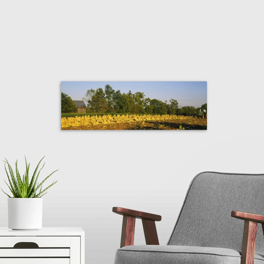 A modern room featuring Tractor in a tobacco field, Winchester, Kentucky