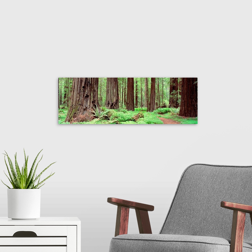 A modern room featuring Panoramic photograph of enormous, thick trees and underbrush on the Avenue Of The Giants in Found...