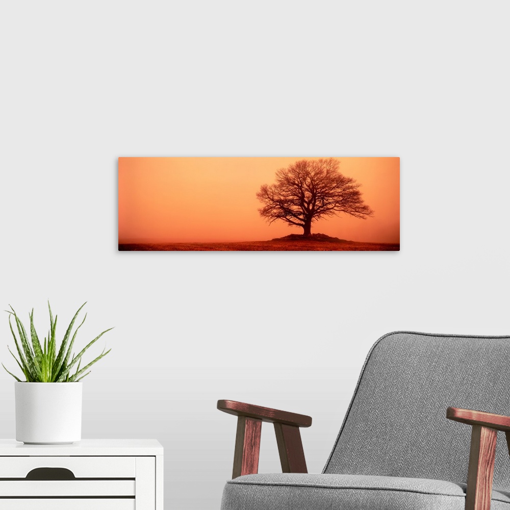 A modern room featuring Tree