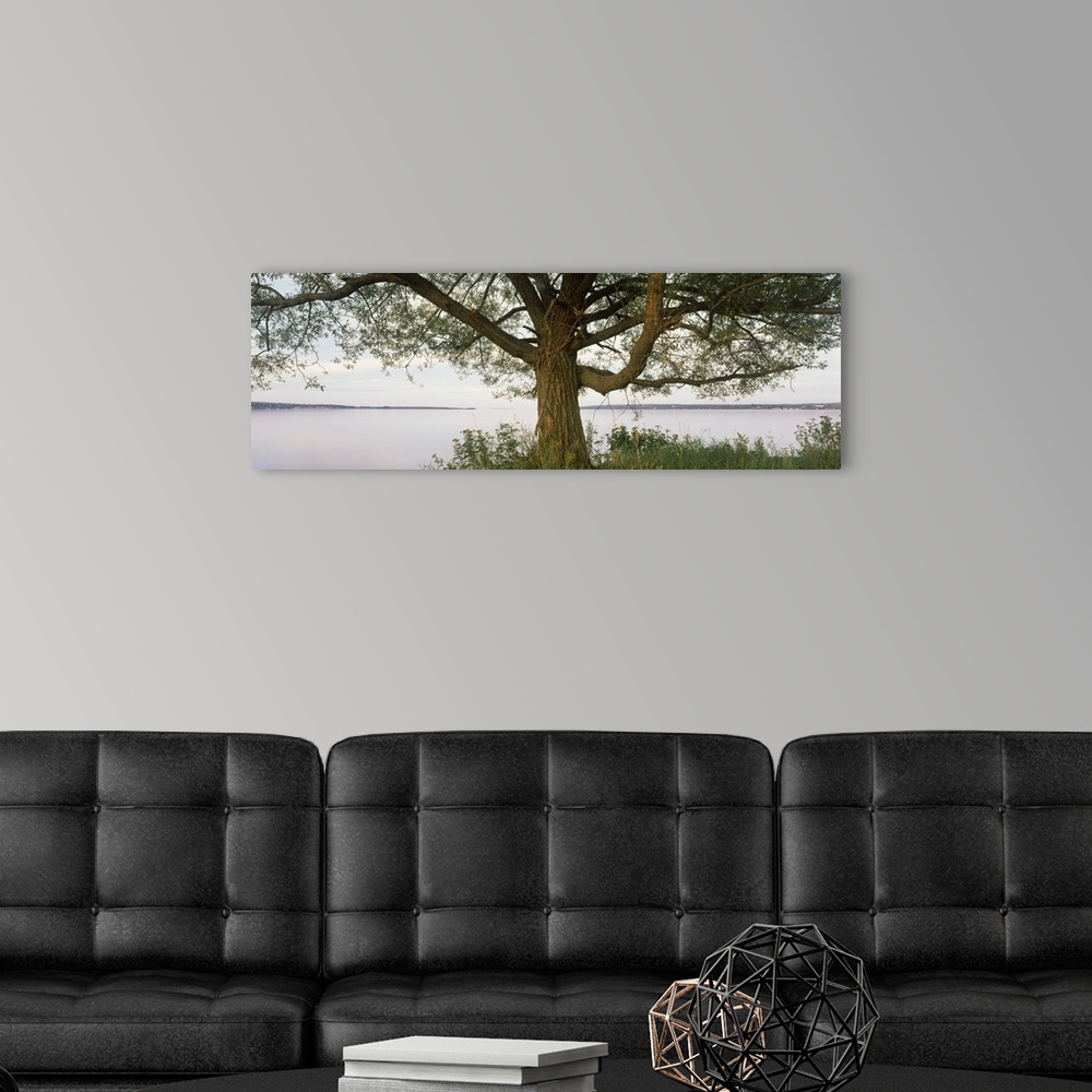 A modern room featuring Tree along lake, ??
