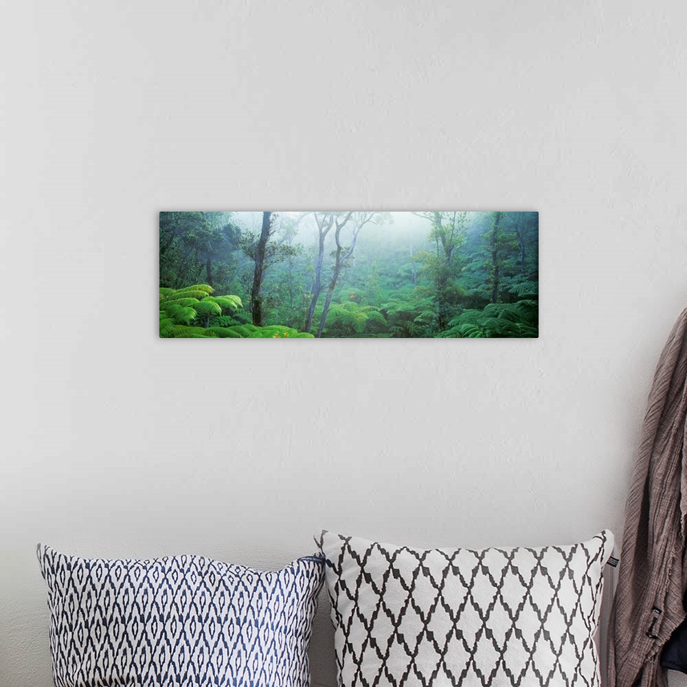 A bohemian room featuring Panoramic photograph includes the sun breaking through a woodland thick with a variety of vegetat...