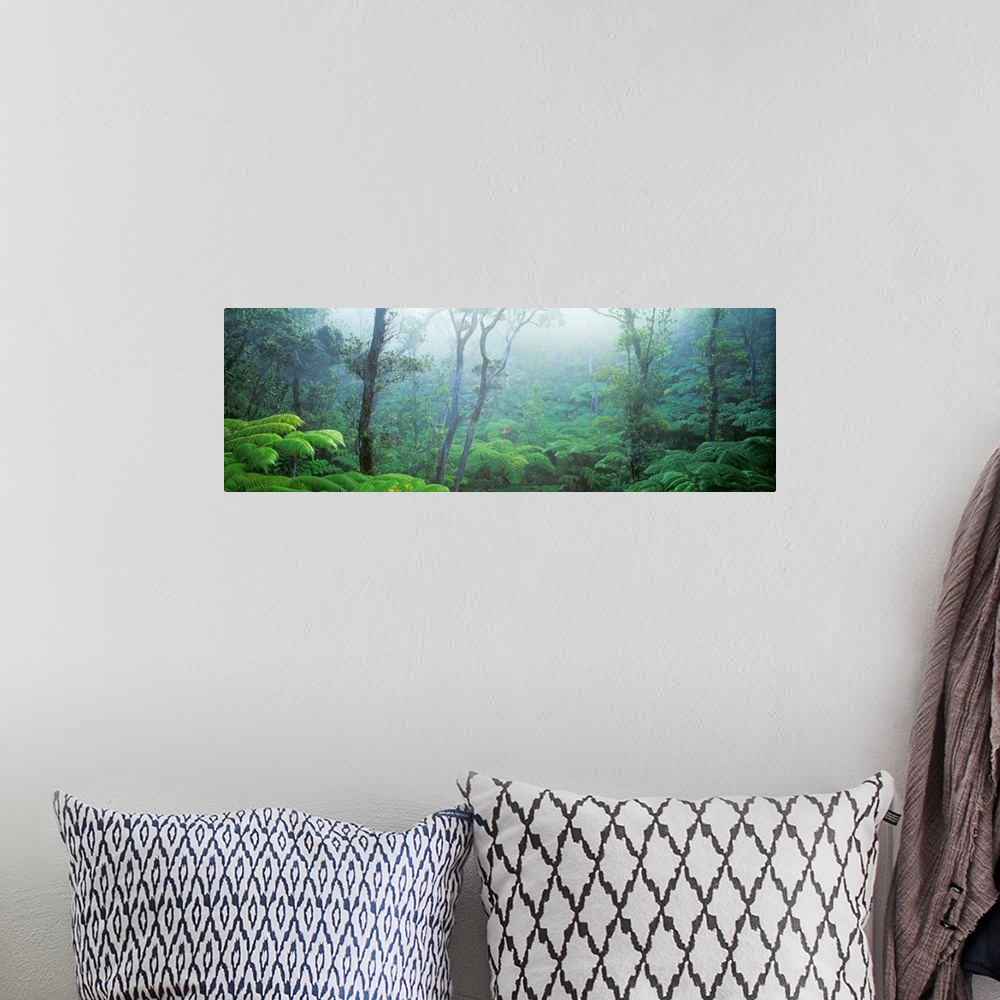 A bohemian room featuring Panoramic photograph includes the sun breaking through a woodland thick with a variety of vegetat...