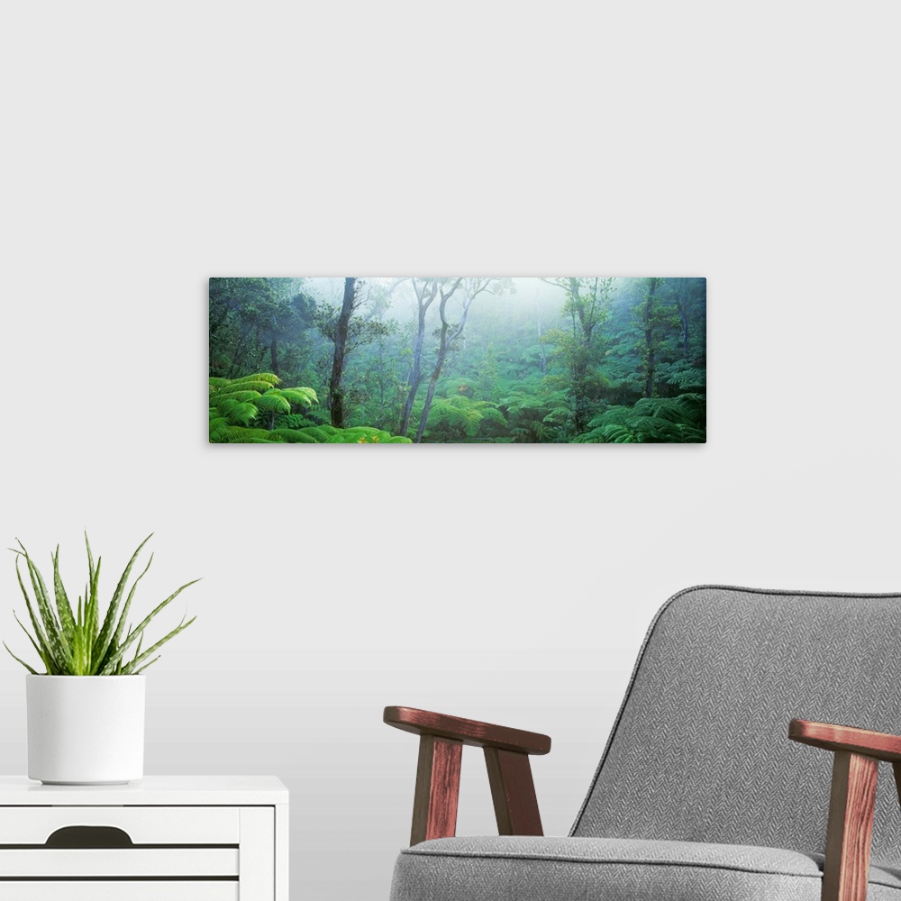 A modern room featuring Panoramic photograph includes the sun breaking through a woodland thick with a variety of vegetat...