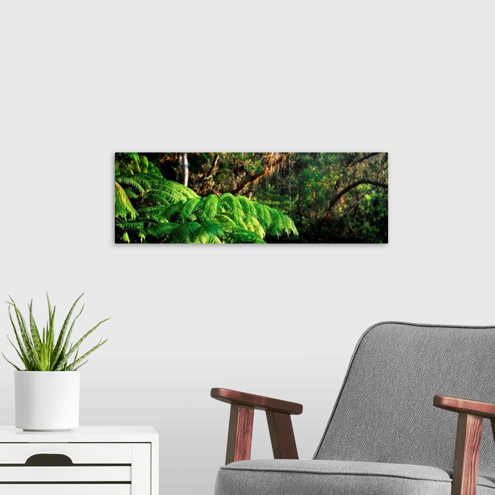A modern room featuring Tree Fern Ohio Forest Hawaii Volcanos National Park Big Island Hawaii HI