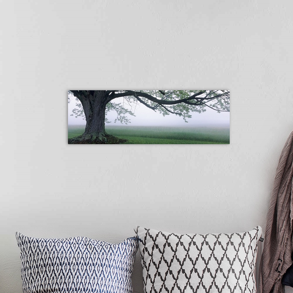 A bohemian room featuring Panoramic photograph of a large tree in front of a vast farm field beneath a thin layer of fog, a...