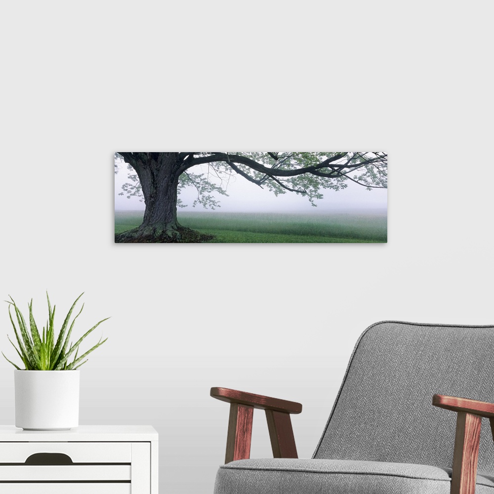 A modern room featuring Panoramic photograph of a large tree in front of a vast farm field beneath a thin layer of fog, a...