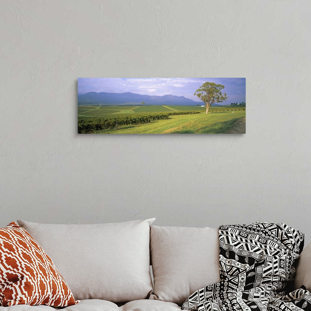 A bohemian room featuring Tree in a vineyard, Hunter Valley, New South Wales, Australia