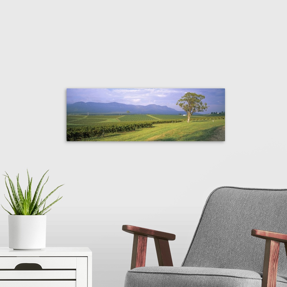 A modern room featuring Tree in a vineyard, Hunter Valley, New South Wales, Australia