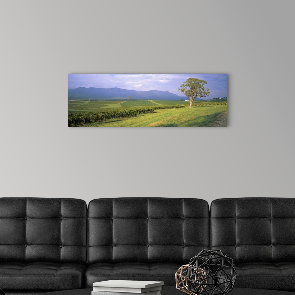 A modern room featuring Tree in a vineyard, Hunter Valley, New South Wales, Australia